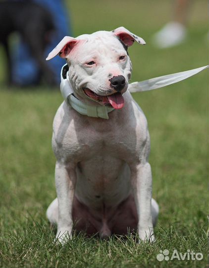 Щенки Питбуля - бронь