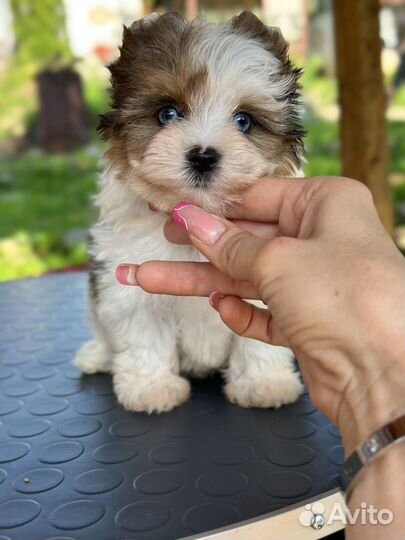 Йорк девочка блюберри