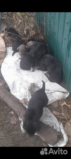 Щенки в добрые руки