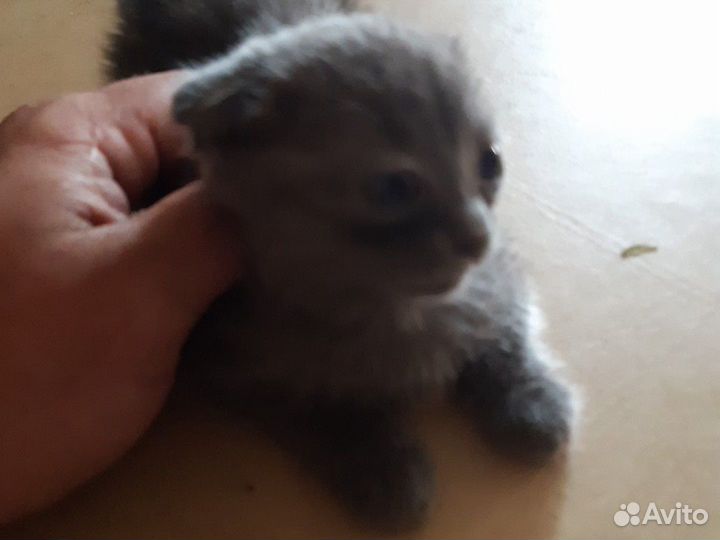 Шотландская вислоухая