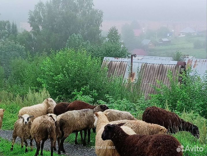 Овцы, бараны