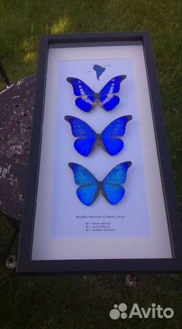 Тропические бабочки в подарок объявление продам