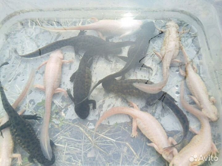 Тритон золотой испанский