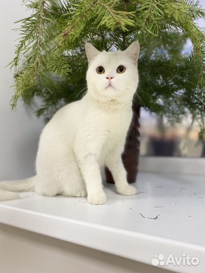 Британский кот в добрые руки