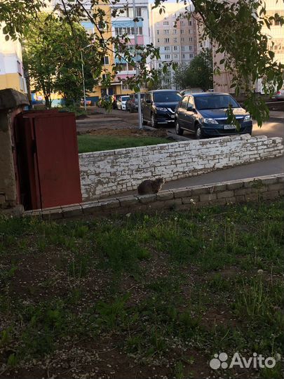 Кошки бесплатно