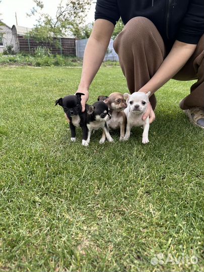 Щенки чихуахуа мини гладкошерстные