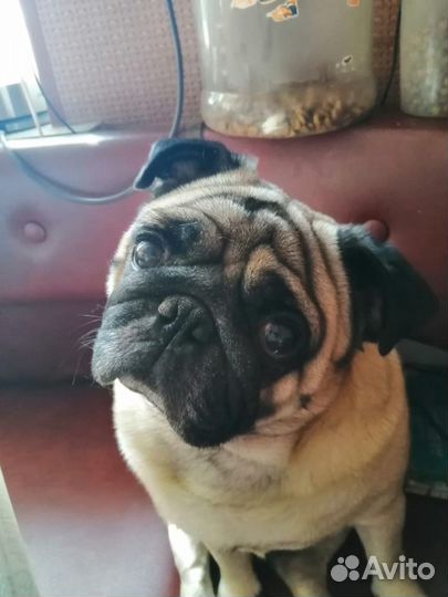 Вязка Бесплатно