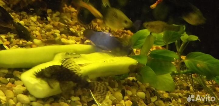 Анциструс сом, Хелены, креветки