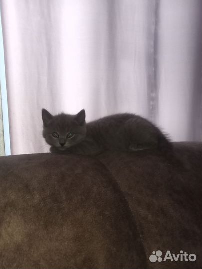 Британские котята