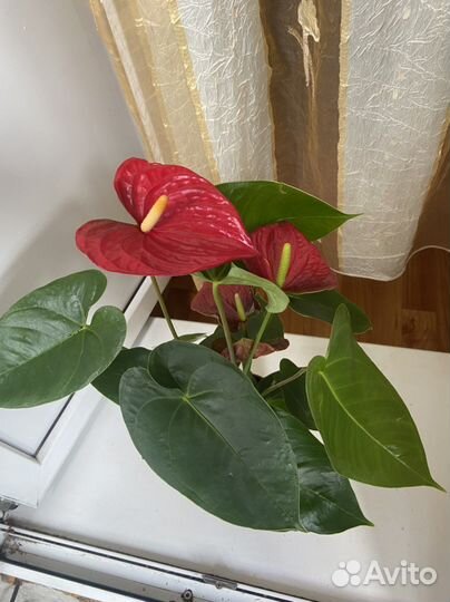 Антуриум Эдиссон