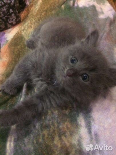 Котята в добрые ручки
