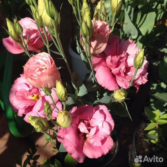 Рассада Эустомы