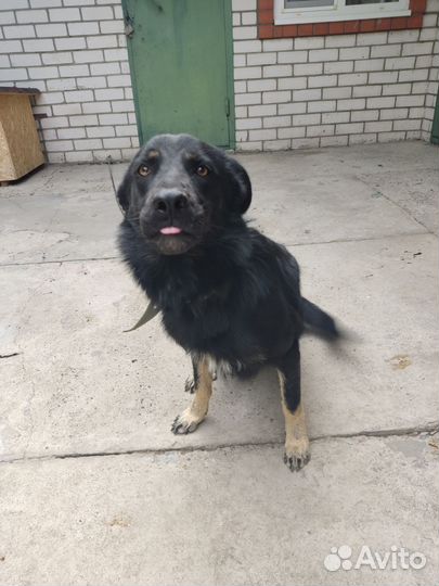 Молодой кабель