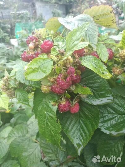 Малина сорт Скоморох крупная сладкая ягода