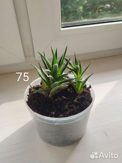 Суккуленты хавортия