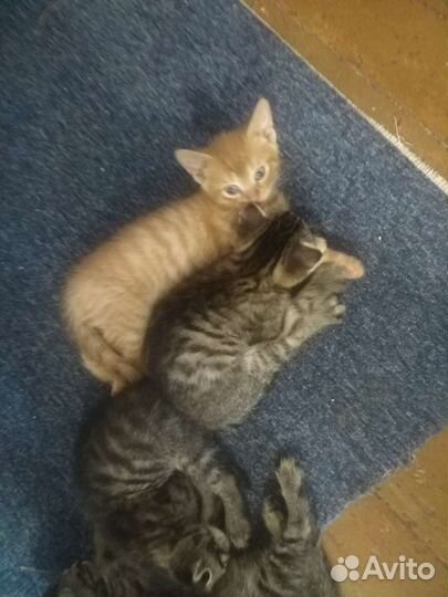 Котята дaром