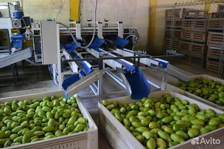 Сортировщик овощей в Краснодарском крае Baxта