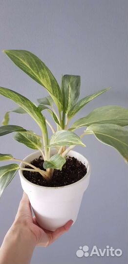 Аглаонема Сири Каншана (серый призрак)