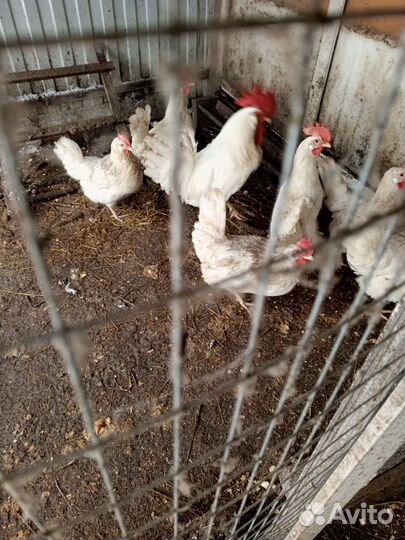 Инкубационное яйцо леггорн