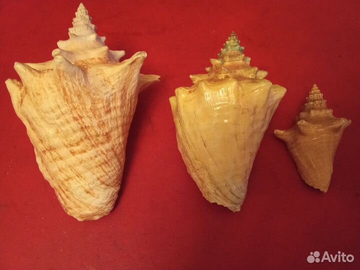 Морские ракушки раковины