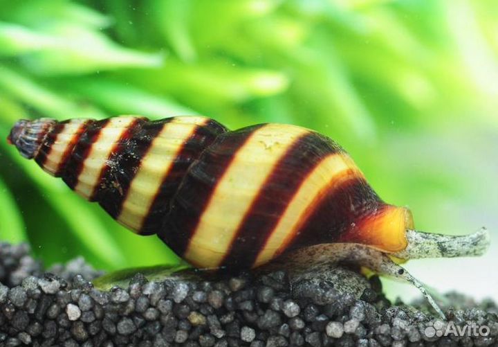 Улитка Хилена