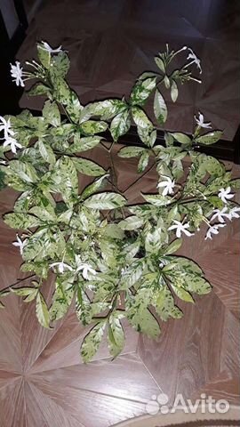 Табернемонтана