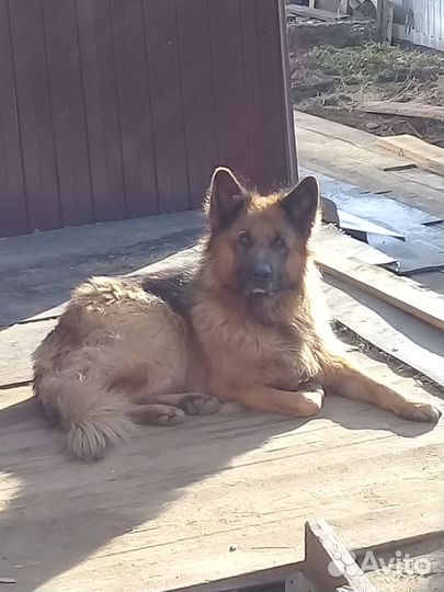 Щенки немецкой овчарки длинношерстной