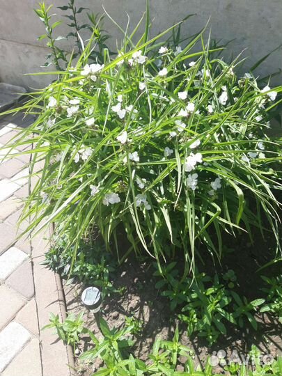 Папоротник садовый, традесканция