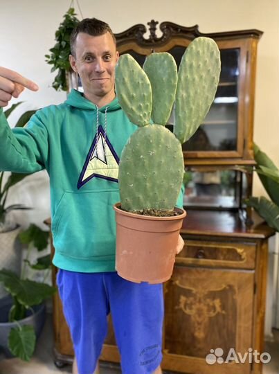 Кактус Опунция