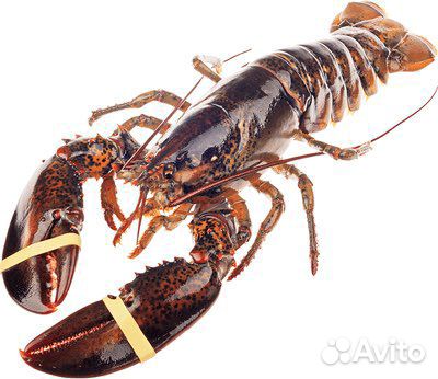 Лобстер