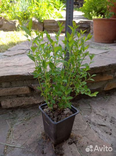 Спирея Японская - кустарник