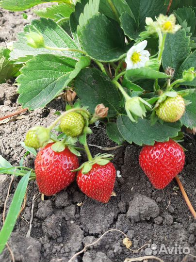 Рассада клубники и ежевики с открытой корневой