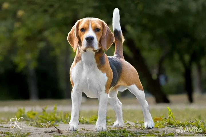 Бигль вязка