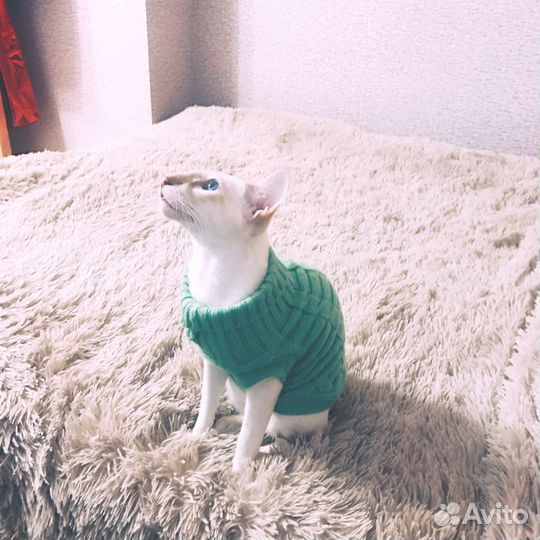 Одежда для кошек
