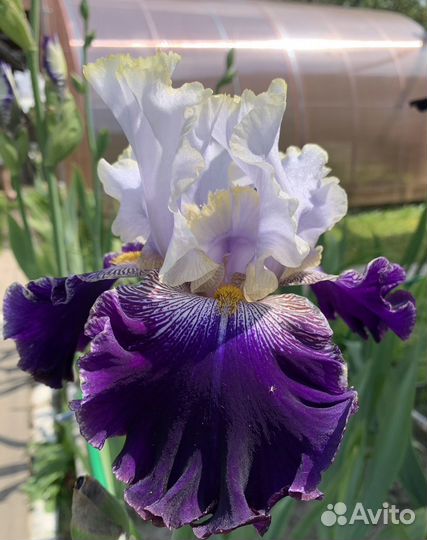 Ирисы бородатые