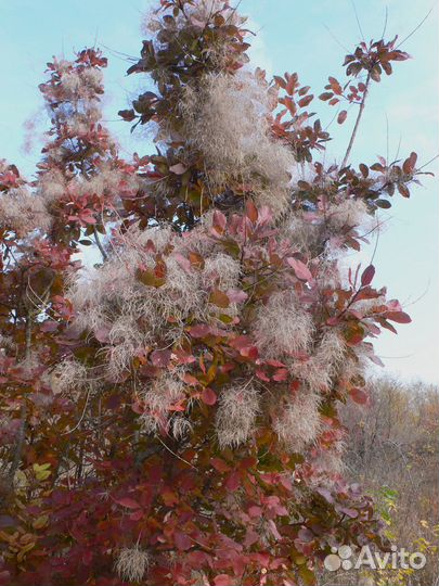 Скумпия кожевенная, семена