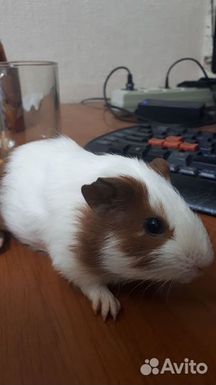 Морская свинка