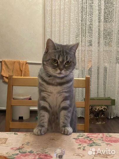 Шотландские прямоухий кот на вязку