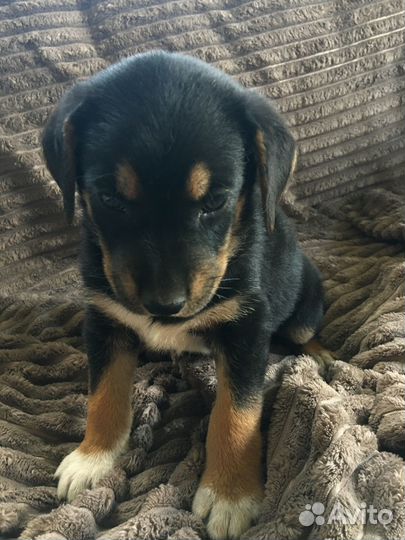 Отдам бесплатно щенки