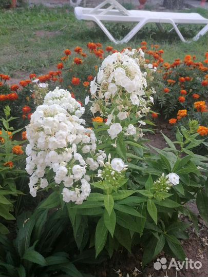 Флоксы белые