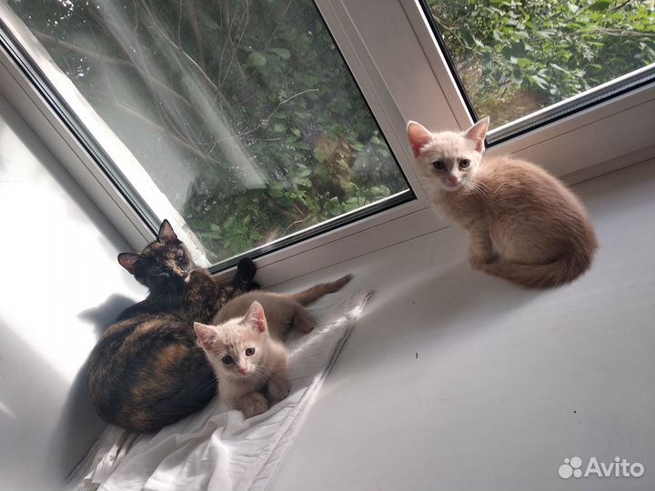 Отдам котят