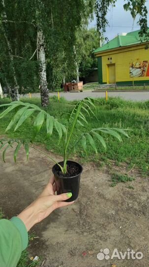 Пальма хамедорея