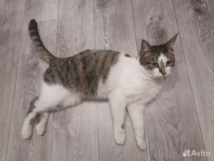 Кот в добрые руки