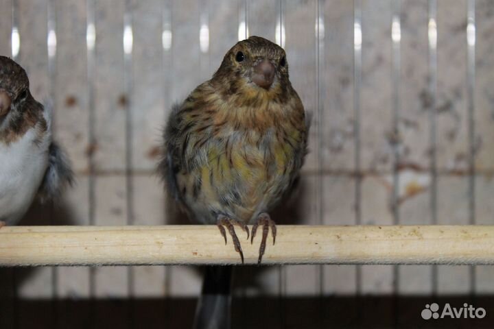 Канарейки. самки