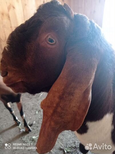 Козлята Гулаби, Камори Вязка, Альпийская