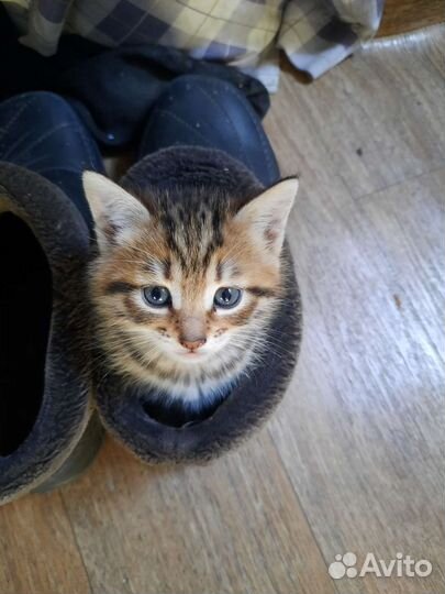 Котята в добрые руки бесплатно