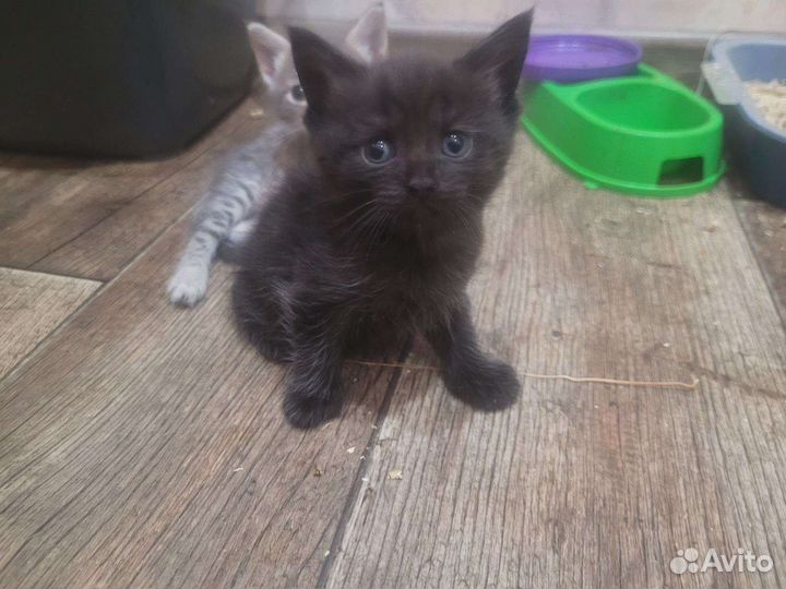 Кошка