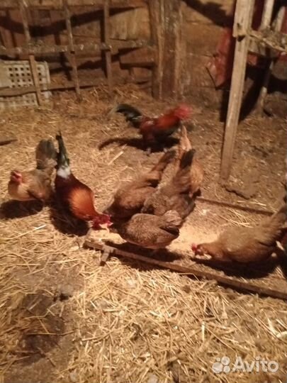 Декоративные карликовые куры