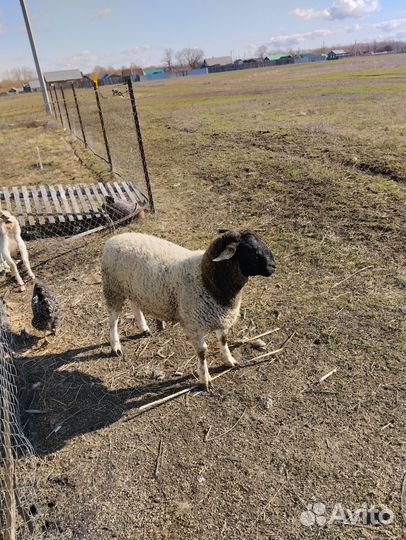 Тёлочки,баран дорпер F2