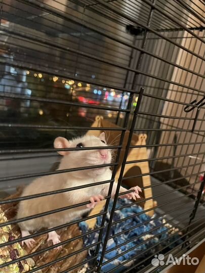 Крыса белая девочка